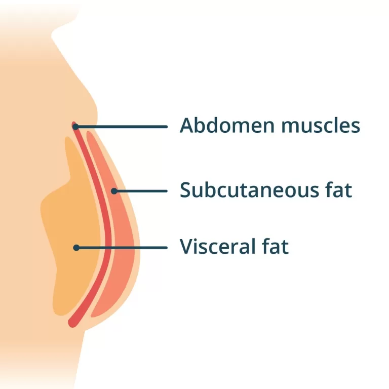 Diagram of human fat storage.